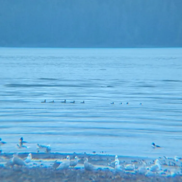 Spotted Surf Scoter