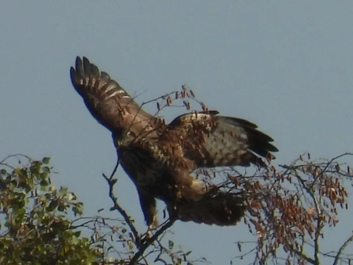 Waargenomen Buizerd
