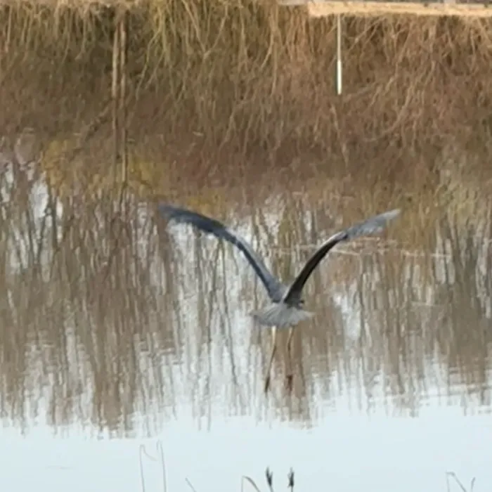 Gespotte Blauwe reiger