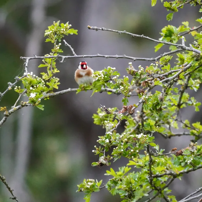 Spotted European Goldfinch