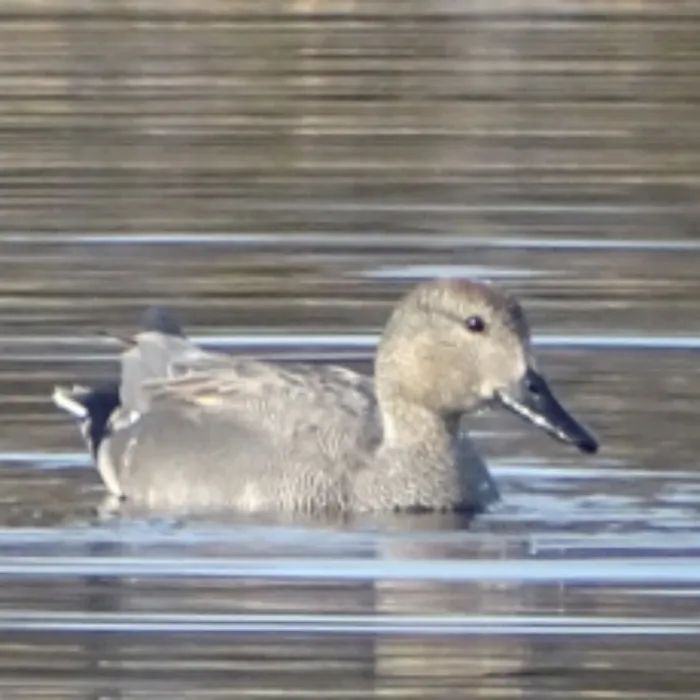 Spotted Gadwall