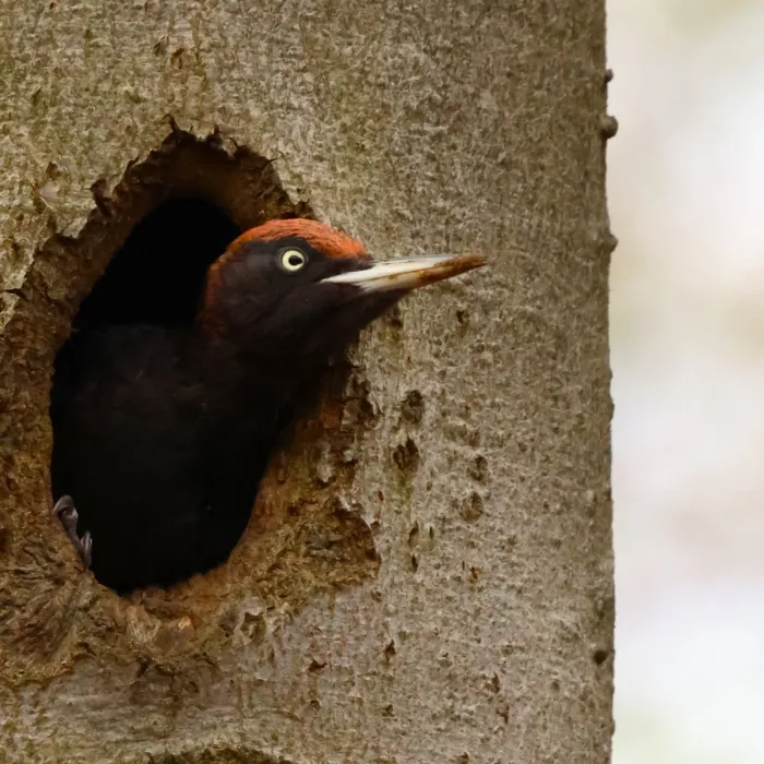 Spotted Black Woodpecker