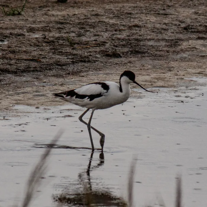 Spotted Pied Avocet