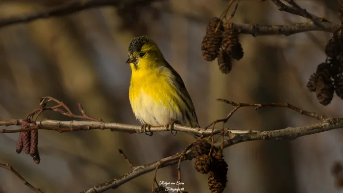 Spotted Eurasian Siskin