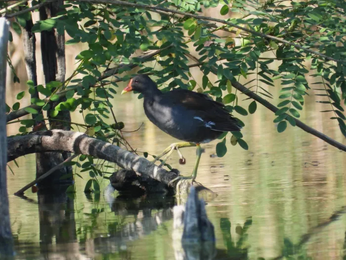 Spotted Eurasian Moorhen