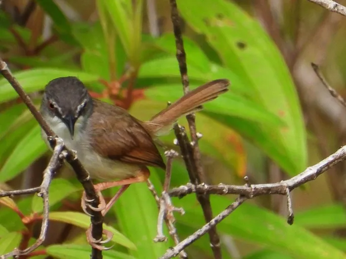 Gespotte Roestprinia