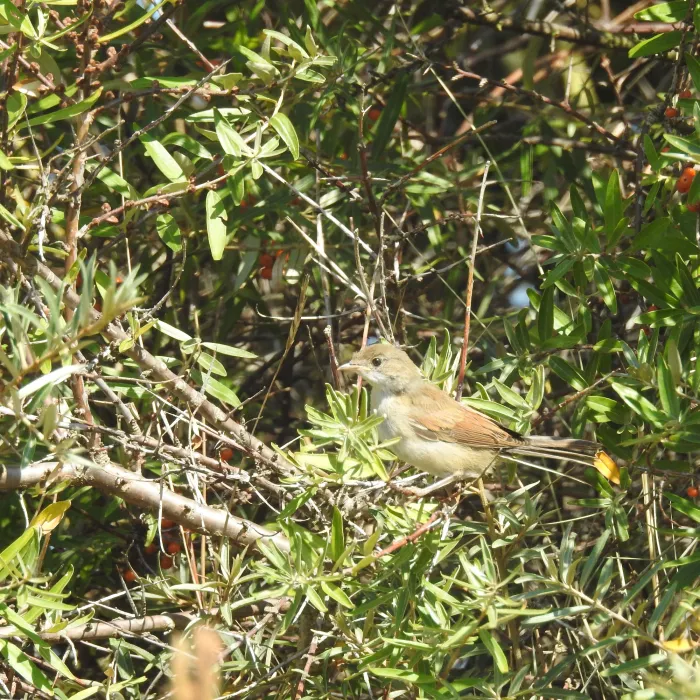 Greater Whitethroat
