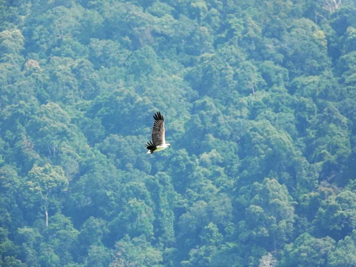 Gespotte Witbuikzeearend