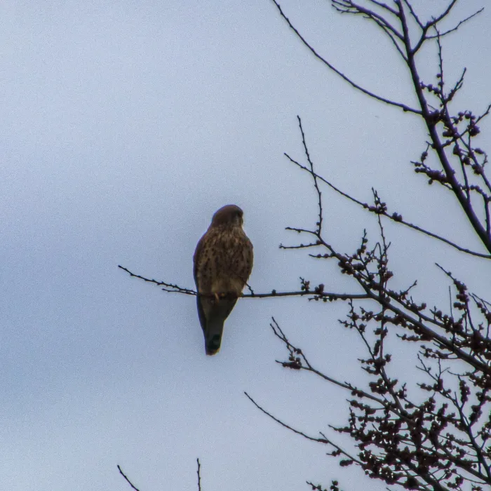 Spotted Eurasian Kestrel