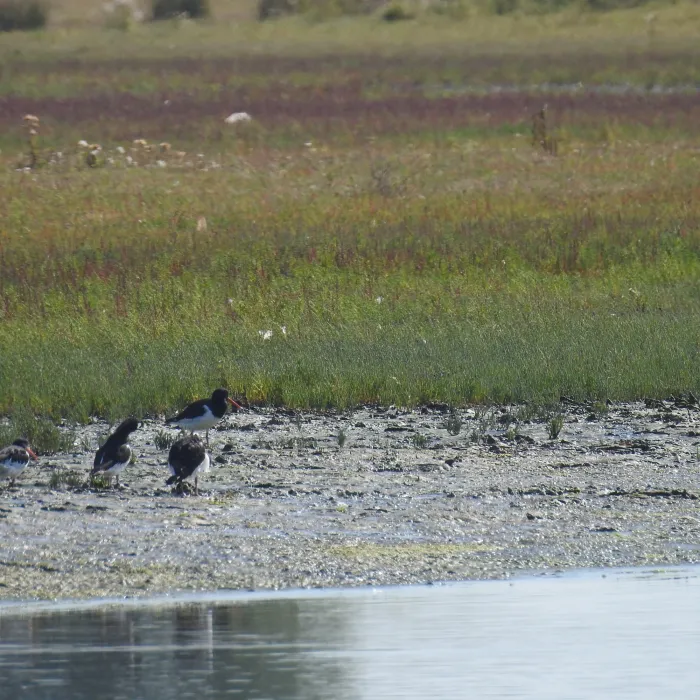Spotted Eurasian Oystercatcher