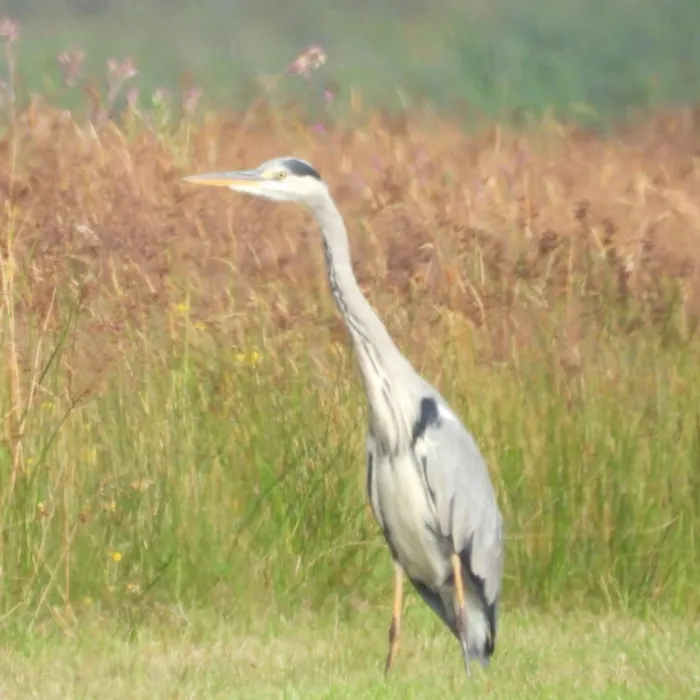 Waargenomen Blauwe reiger