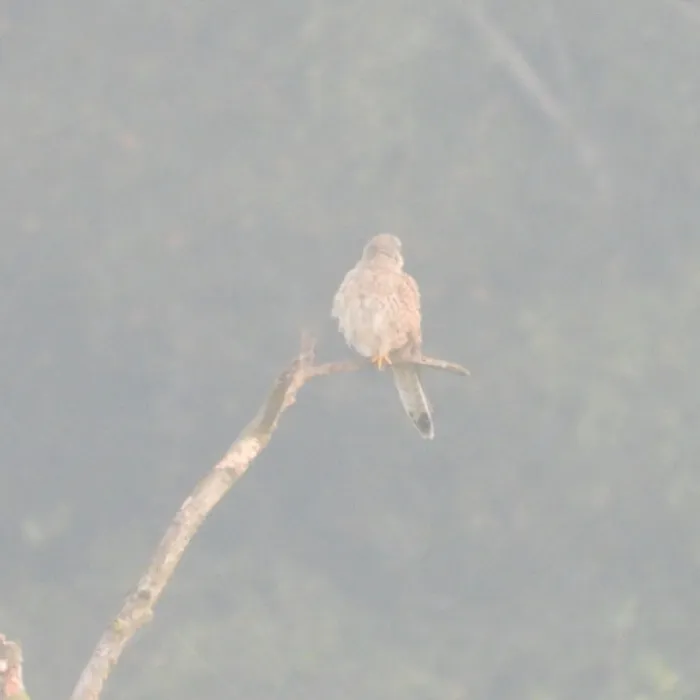 Spotted Eurasian Kestrel