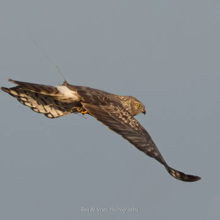 Gespotte Blauwe kiekendief