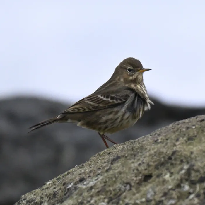 Spotted Rock Pipit