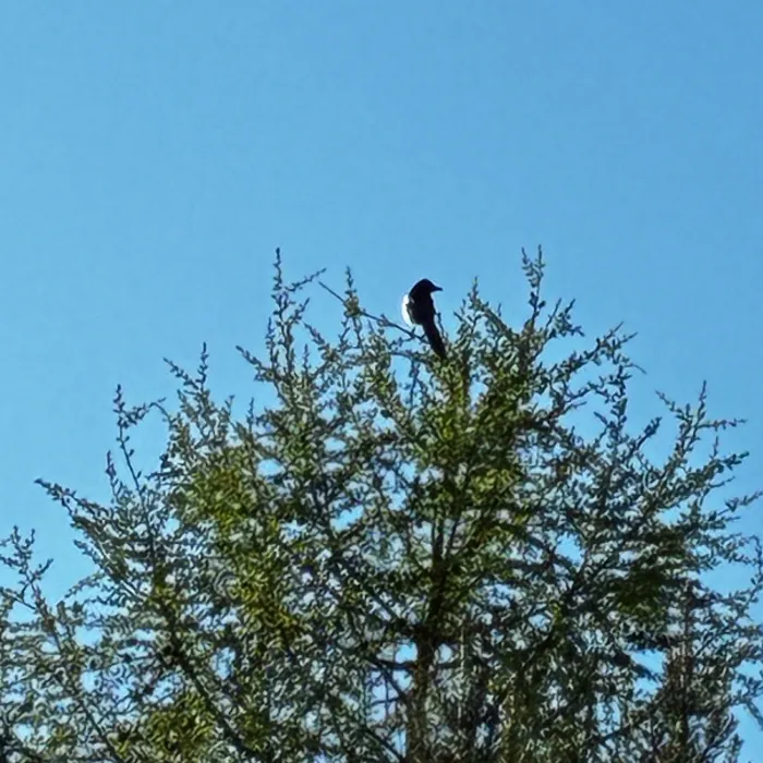 Spotted Eurasian Magpie