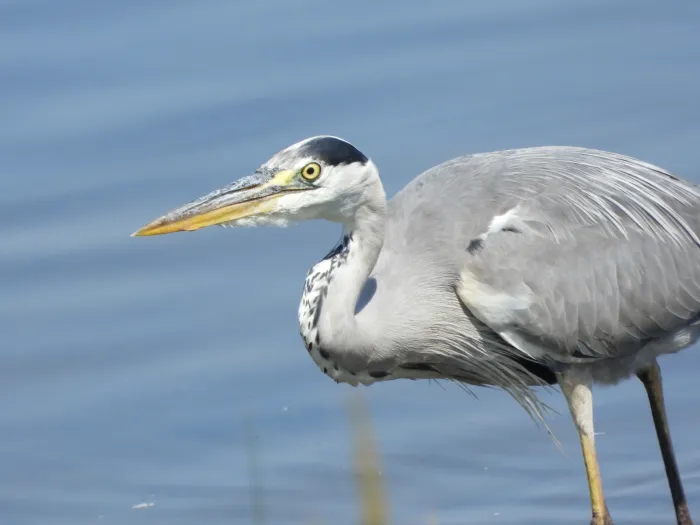 Spotted Gray Heron