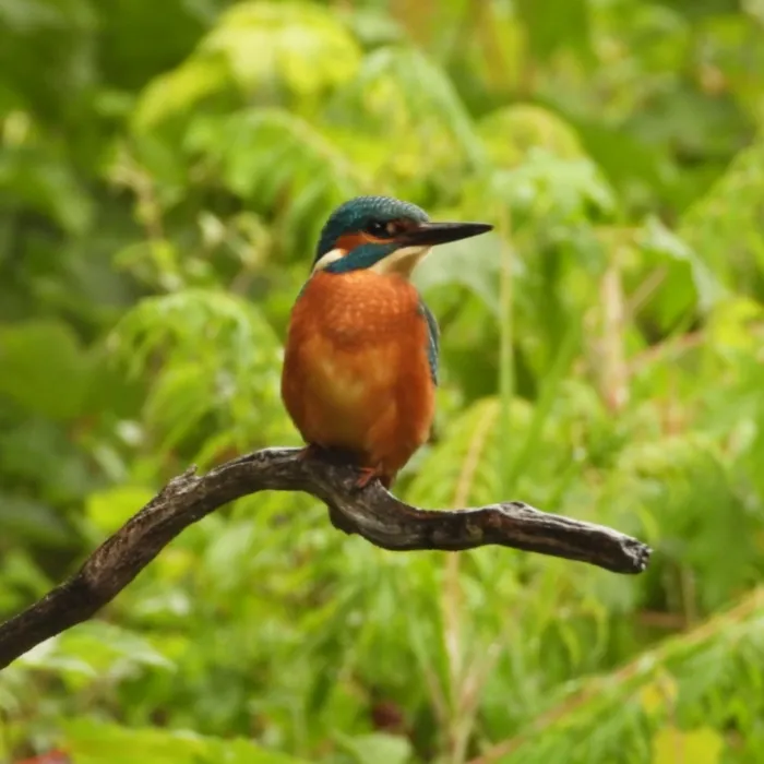 Spotted Common Kingfisher