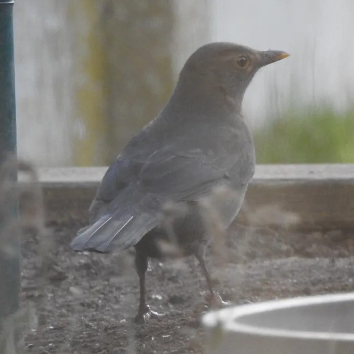 Spotted Eurasian Blackbird