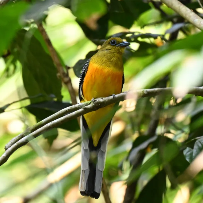 Gespotte Groenkoptrogon