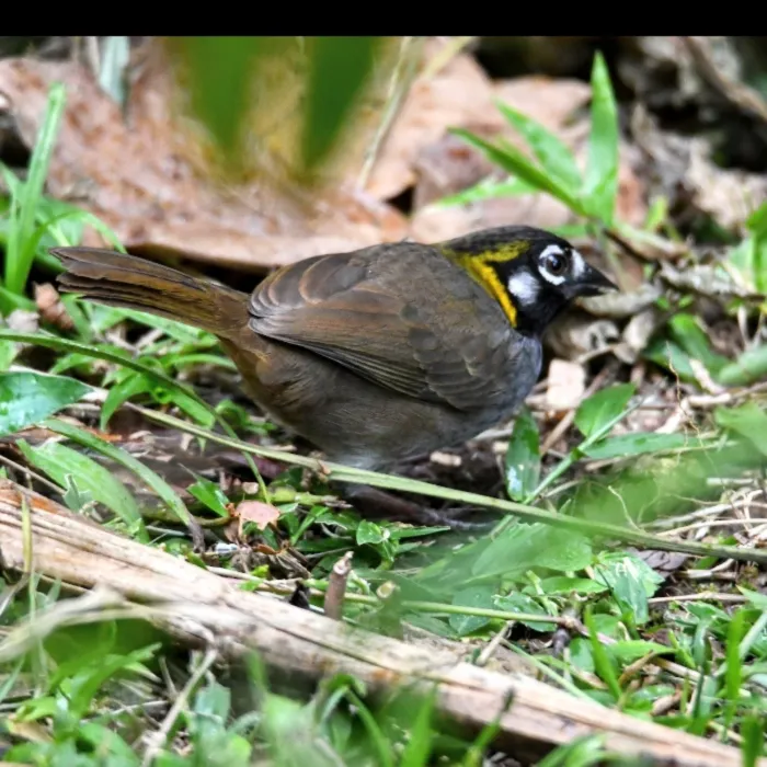 Gespotte Witoorgrondgors