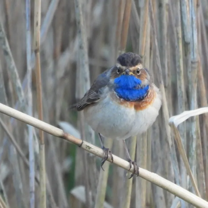 Spotted Bluethroat