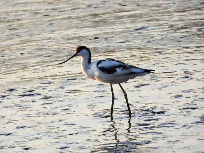 Spotted Pied Avocet