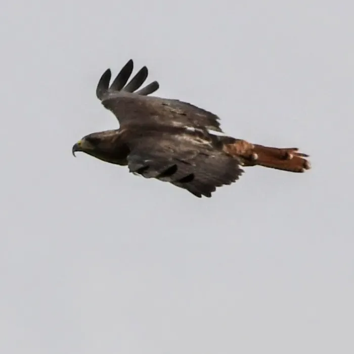 Gespotte Roodstaartbuizerd