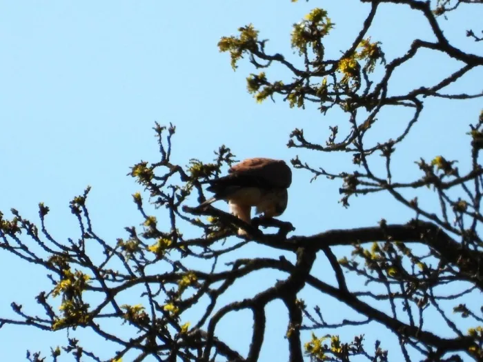 Eurasian Hobby