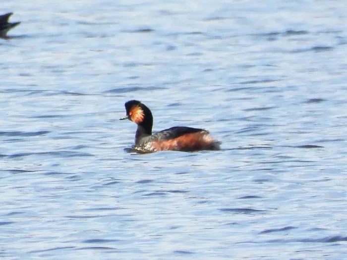 Spotted Eared Grebe