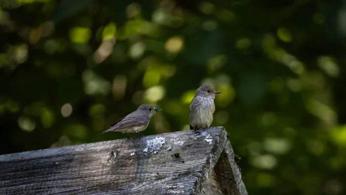 Spotted Flycatcher