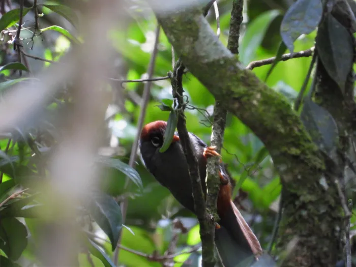 Chestnut-capped Laughingthrush