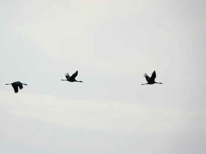Spotted Common Crane