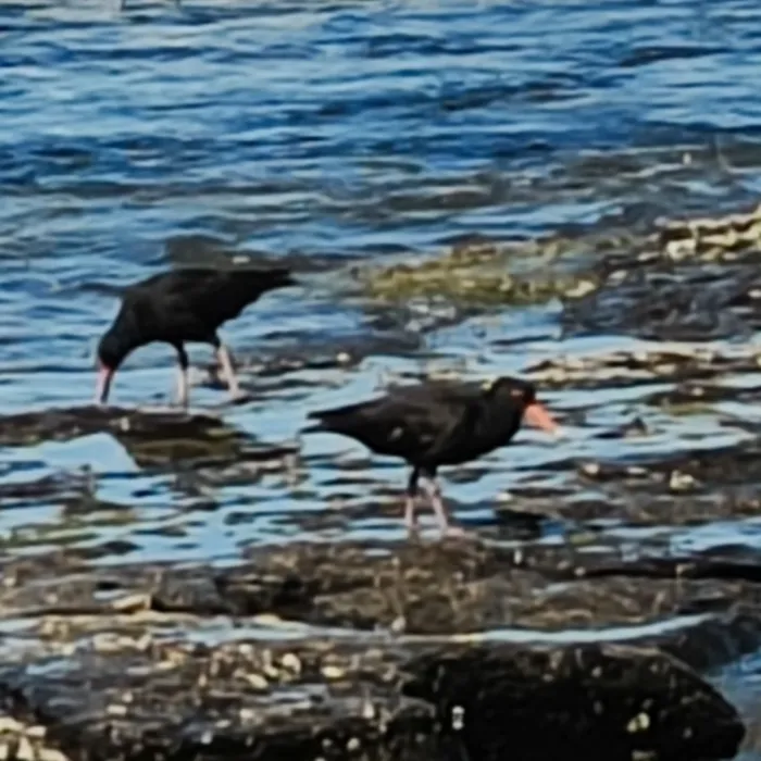 Spotted Sooty Oystercatcher