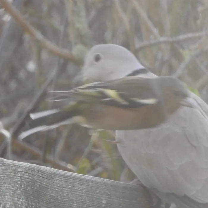 Spotted Common Chaffinch