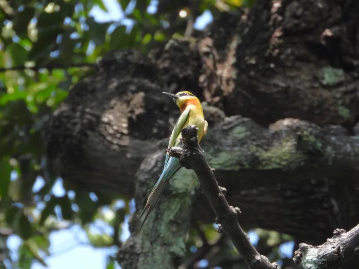 Gespotte Blauwstaartbijeneter