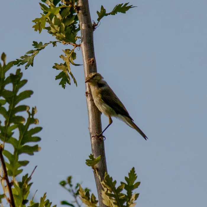 Spotted Willow Warbler