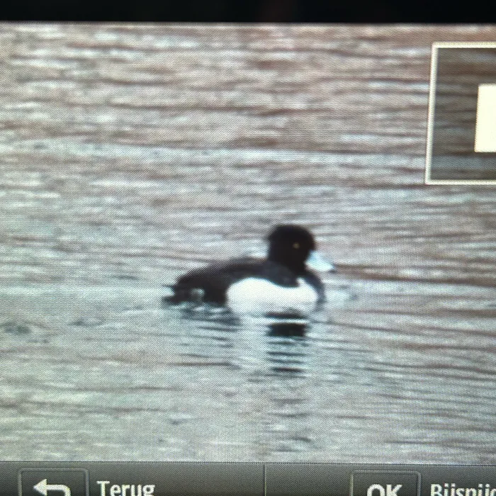 Spotted Tufted Duck