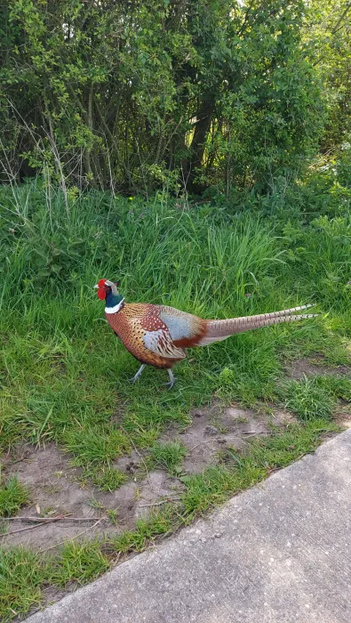 Spotted Ring-necked Pheasant