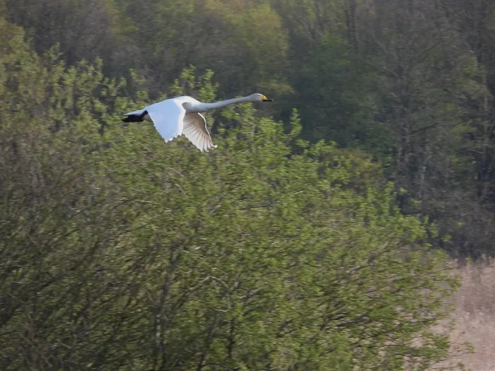 Gespotte Wilde zwaan