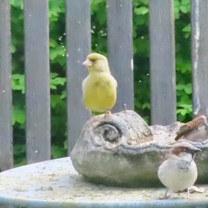 European Greenfinch