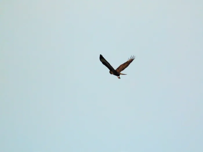 Waargenomen Buizerd