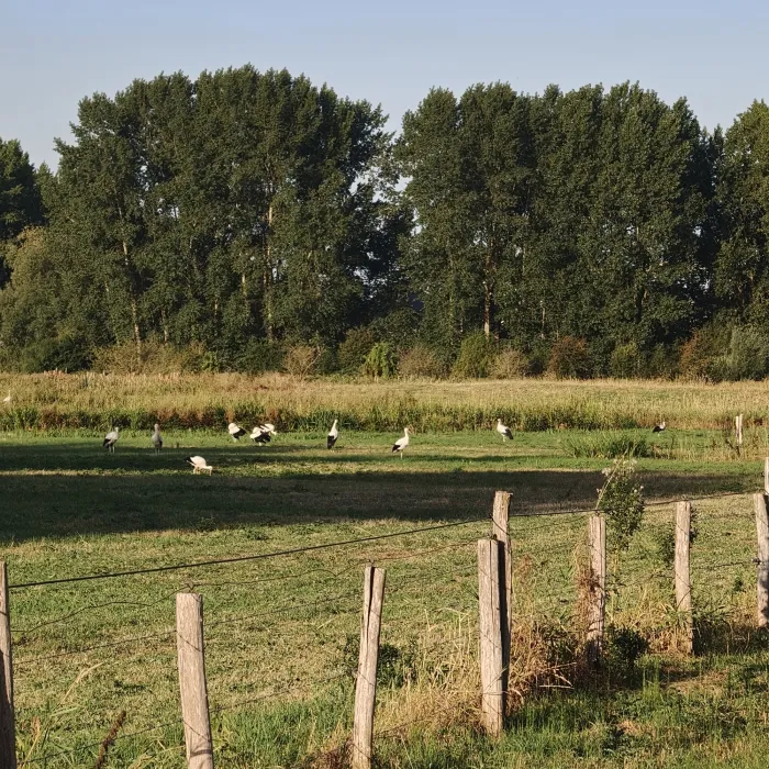Spotted White Stork