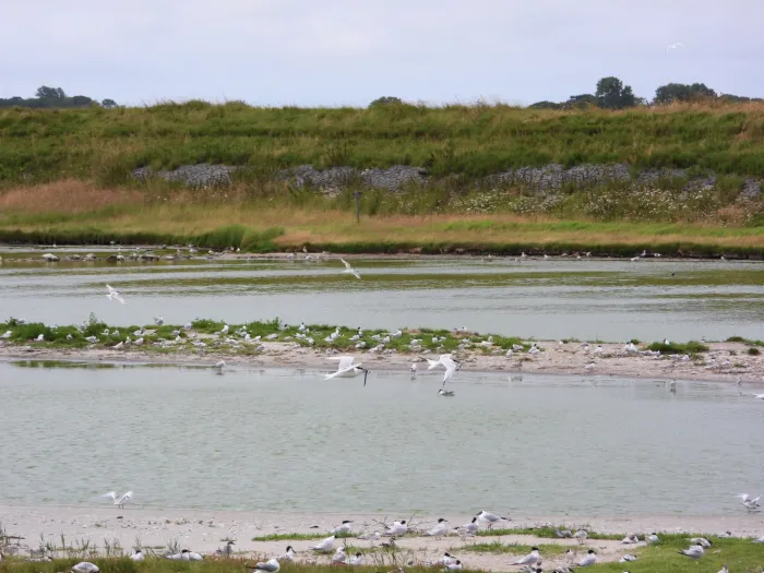 Waargenomen Grote stern