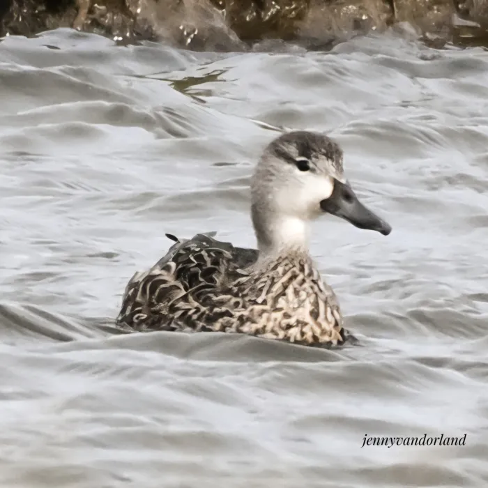 Gespotte Blauwvleugeltaling
