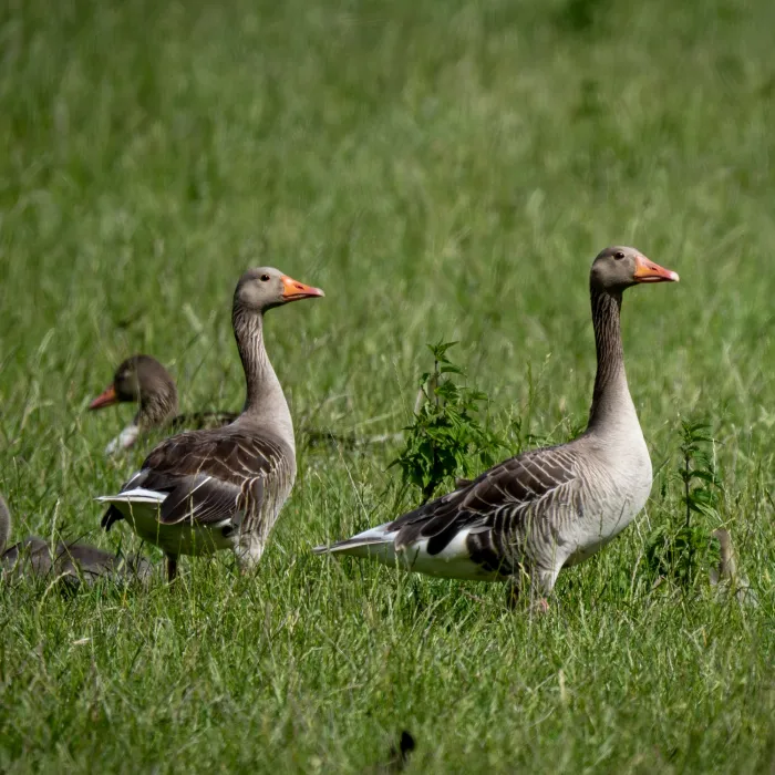 Spotted Graylag Goose