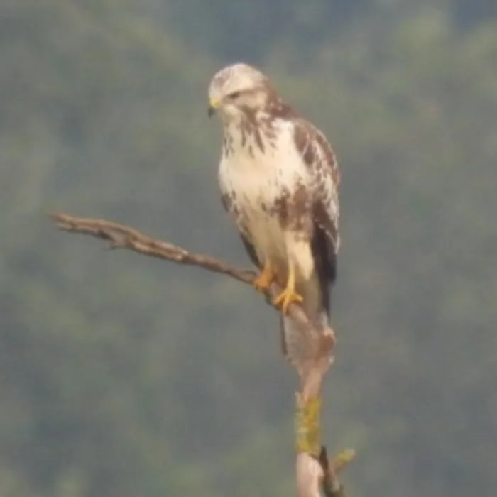 Spotted Common Buzzard