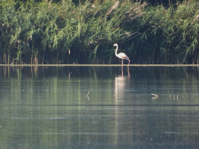 Waargenomen Flamingo