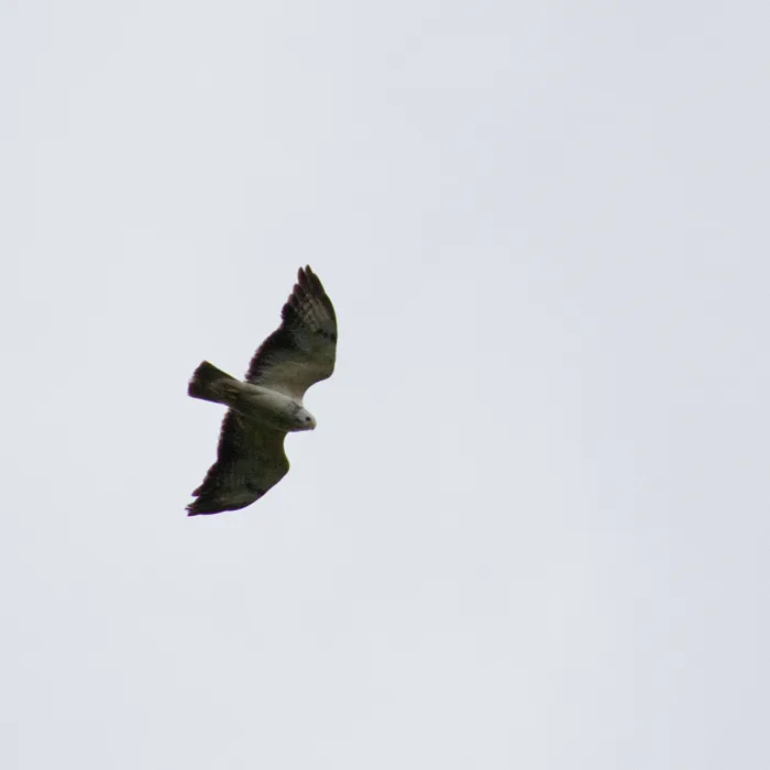 Spotted Common Buzzard
