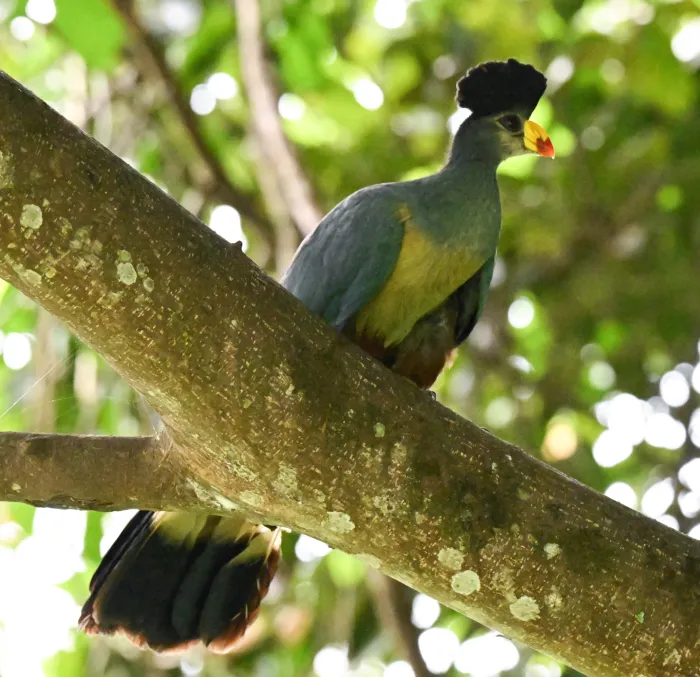 Spotted Great Blue Turaco