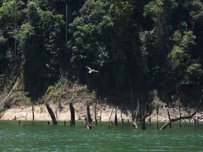 Gespotte Witbuikzeearend